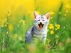 [Pure Cats Vol. 013]