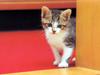 [Pure Cats Vol. 013]