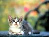 [Pure Cats Vol. 013]