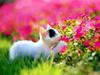 [Pure Cats Vol. 013]