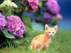 [Pure Cats Vol. 014]