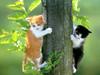 [Pure Cats Vol. 014]