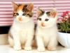 [Pure Cats Vol. 014]