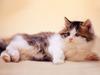 [Pure Cats Vol. 014]