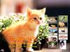 [Pure Cats Vol. 015] Index