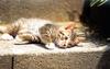 [Pure Cats Vol. 015]