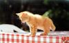 [Pure Cats Vol. 015]