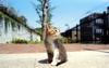 [Pure Cats Vol. 015]
