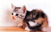 [Pure Cats Vol. 015]