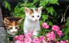 [Pure Cats Vol. 015]