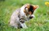 [Pure Cats Vol. 015]
