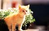 [Pure Cats Vol. 015]