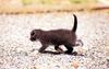 [Pure Cats Vol. 015]