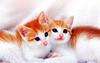 [Pure Cats Vol. 015]