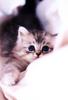 [Pure Cats Vol. 015]