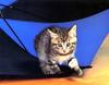 [Pure Cats Vol. 016]