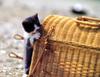 [Pure Cats Vol. 016]