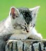 [Pure Cats Vol. 016]