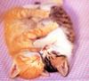 [Pure Cats Vol. 016]