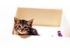 [Pure Cats Vol. 017]