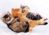 [Pure Cats Vol. 018]