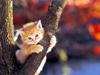 [Pure Cats Vol. 018]