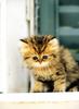 [Pure Cats Vol. 018]
