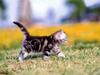 [Pure Cats Vol. 019]