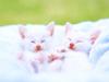 [Pure Cats Vol. 019]