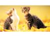[Pure Cats Vol. 020]