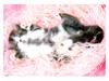 [Pure Cats Vol. 020]