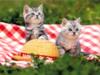 [Pure Cats Vol. 021]