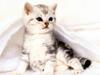 [Pure Cats Vol. 021]