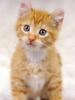 [Pure Cats Vol. 022]