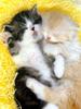 [Pure Cats Vol. 022]