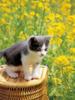 [Pure Cats Vol. 023]