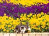 [Pure Cats Vol. 023]