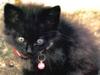[Pure Cats Vol. 023]