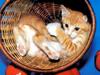 [Pure Cats Vol. 023]