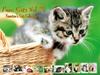 [Pure Cats Vol. 024] Index