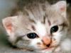 [Pure Cats Vol. 024]