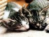 [Pure Cats Vol. 024]