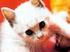 [Pure Cats Vol. 024]