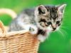 [Pure Cats Vol. 024]