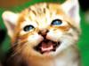 [Pure Cats Vol. 024]