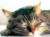[Pure Cats Vol. 024]