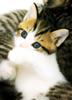 [Pure Cats Vol. 024]