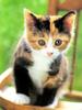 [Pure Cats Vol. 024]