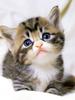 [Pure Cats Vol. 024]