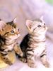 [Pure Cats Vol. 024]